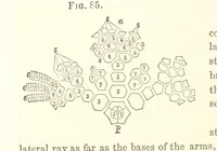 An illustration from Report on the Geological Survey of Iowa. By J. Hall, J. D. Whitney. [With maps.] vol. 1 (1858)