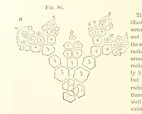 An illustration from Report on the Geological Survey of Iowa. By J. Hall, J. D. Whitney. [With maps.] vol. 1 (1858)