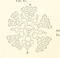 An illustration from Report on the Geological Survey of Iowa. By J. Hall, J. D. Whitney. [With maps.] vol. 1 (1858)