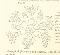 An illustration from Report on the Geological Survey of Iowa. By J. Hall, J. D. Whitney. [With maps.] vol. 1 (1858)