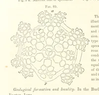 An illustration from Report on the Geological Survey of Iowa. By J. Hall, J. D. Whitney. [With maps.] vol. 1 (1858)