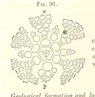 An illustration from Report on the Geological Survey of Iowa. By J. Hall, J. D. Whitney. [With maps.] vol. 1 (1858)