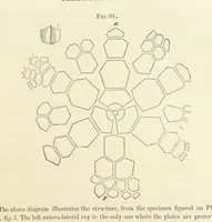 An illustration from Report on the Geological Survey of Iowa. By J. Hall, J. D. Whitney. [With maps.] vol. 1 (1858)