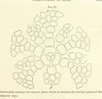 Picture 38 of 90 from Report on the Geological Survey of Iowa. By J. Hall, J. D. Whitney. [With maps.] vol. 1 (1858), leaf 151