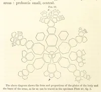 An illustration from Report on the Geological Survey of Iowa. By J. Hall, J. D. Whitney. [With maps.] vol. 1 (1858)