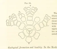 An illustration from Report on the Geological Survey of Iowa. By J. Hall, J. D. Whitney. [With maps.] vol. 1 (1858)