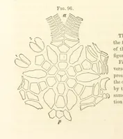 An illustration from Report on the Geological Survey of Iowa. By J. Hall, J. D. Whitney. [With maps.] vol. 1 (1858)
