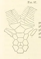 An illustration from Report on the Geological Survey of Iowa. By J. Hall, J. D. Whitney. [With maps.] vol. 1 (1858)