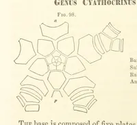 An illustration from Report on the Geological Survey of Iowa. By J. Hall, J. D. Whitney. [With maps.] vol. 1 (1858)