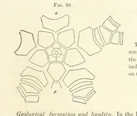 An illustration from Report on the Geological Survey of Iowa. By J. Hall, J. D. Whitney. [With maps.] vol. 1 (1858)