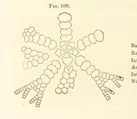 Picture 45 of 90 from Report on the Geological Survey of Iowa. By J. Hall, J. D. Whitney. [With maps.] vol. 1 (1858), leaf 168