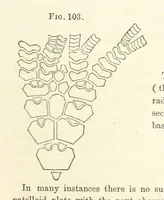 An illustration from Report on the Geological Survey of Iowa. By J. Hall, J. D. Whitney. [With maps.] vol. 1 (1858)