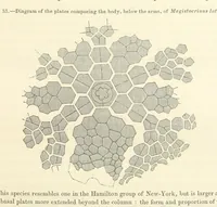 Picture 1 of 90 from Report on the Geological Survey of Iowa. By J. Hall, J. D. Whitney. [With maps.] vol. 1 (1858), leaf 21