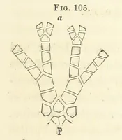 Picture 49 of 90 from Report on the Geological Survey of Iowa. By J. Hall, J. D. Whitney. [With maps.] vol. 1 (1858), leaf 211