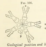 Picture 50 of 90 from Report on the Geological Survey of Iowa. By J. Hall, J. D. Whitney. [With maps.] vol. 1 (1858), leaf 219