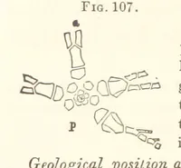Picture 51 of 90 from Report on the Geological Survey of Iowa. By J. Hall, J. D. Whitney. [With maps.] vol. 1 (1858), leaf 220
