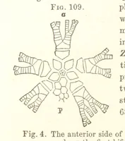 An illustration from Report on the Geological Survey of Iowa. By J. Hall, J. D. Whitney. [With maps.] vol. 1 (1858)