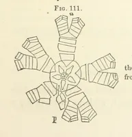 An illustration from Report on the Geological Survey of Iowa. By J. Hall, J. D. Whitney. [With maps.] vol. 1 (1858)