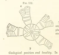 An illustration from Report on the Geological Survey of Iowa. By J. Hall, J. D. Whitney. [With maps.] vol. 1 (1858)