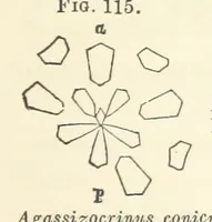 An illustration from Report on the Geological Survey of Iowa. By J. Hall, J. D. Whitney. [With maps.] vol. 1 (1858)