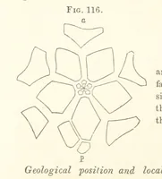 An illustration from Report on the Geological Survey of Iowa. By J. Hall, J. D. Whitney. [With maps.] vol. 1 (1858)