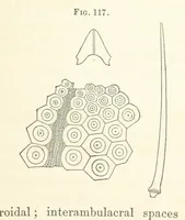 Picture 61 of 90 from Report on the Geological Survey of Iowa. By J. Hall, J. D. Whitney. [With maps.] vol. 1 (1858), leaf 237