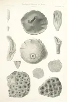 An illustration from Report on the Geological Survey of Iowa. By J. Hall, J. D. Whitney. [With maps.] vol. 1 (1858)