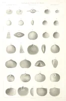 An illustration from Report on the Geological Survey of Iowa. By J. Hall, J. D. Whitney. [With maps.] vol. 1 (1858)