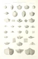 Picture 65 of 90 from Report on the Geological Survey of Iowa. By J. Hall, J. D. Whitney. [With maps.] vol. 1 (1858), leaf 280