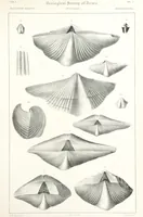 Picture 66 of 90 from Report on the Geological Survey of Iowa. By J. Hall, J. D. Whitney. [With maps.] vol. 1 (1858), leaf 283