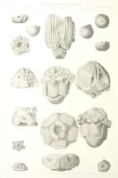 Picture 69 of 90 from Report on the Geological Survey of Iowa. By J. Hall, J. D. Whitney. [With maps.] vol. 1 (1858), leaf 292