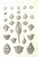 Picture 71 of 90 from Report on the Geological Survey of Iowa. By J. Hall, J. D. Whitney. [With maps.] vol. 1 (1858), leaf 298