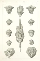 An illustration from Report on the Geological Survey of Iowa. By J. Hall, J. D. Whitney. [With maps.] vol. 1 (1858)