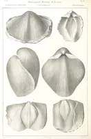 Picture 75 of 90 from Report on the Geological Survey of Iowa. By J. Hall, J. D. Whitney. [With maps.] vol. 1 (1858), leaf 310