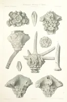 Picture 76 of 90 from Report on the Geological Survey of Iowa. By J. Hall, J. D. Whitney. [With maps.] vol. 1 (1858), leaf 313