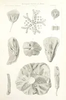 Picture 78 of 90 from Report on the Geological Survey of Iowa. By J. Hall, J. D. Whitney. [With maps.] vol. 1 (1858), leaf 319