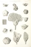 Picture 79 of 90 from Report on the Geological Survey of Iowa. By J. Hall, J. D. Whitney. [With maps.] vol. 1 (1858), leaf 322