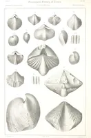 An illustration from Report on the Geological Survey of Iowa. By J. Hall, J. D. Whitney. [With maps.] vol. 1 (1858)