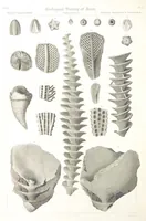 An illustration from Report on the Geological Survey of Iowa. By J. Hall, J. D. Whitney. [With maps.] vol. 1 (1858)