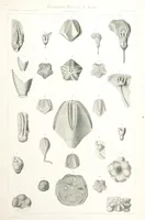 An illustration from Report on the Geological Survey of Iowa. By J. Hall, J. D. Whitney. [With maps.] vol. 1 (1858)