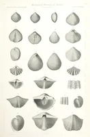 An illustration from Report on the Geological Survey of Iowa. By J. Hall, J. D. Whitney. [With maps.] vol. 1 (1858)