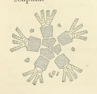 Picture 3 of 90 from Report on the Geological Survey of Iowa. By J. Hall, J. D. Whitney. [With maps.] vol. 1 (1858), leaf 65