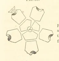 An illustration from Report on the Geological Survey of Iowa. By J. Hall, J. D. Whitney. [With maps.] vol. 1 (1858)