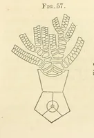 An illustration from Report on the Geological Survey of Iowa. By J. Hall, J. D. Whitney. [With maps.] vol. 1 (1858)