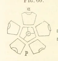 Picture 7 of 90 from Report on the Geological Survey of Iowa. By J. Hall, J. D. Whitney. [With maps.] vol. 1 (1858), leaf 78