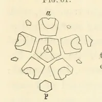 An illustration from Report on the Geological Survey of Iowa. By J. Hall, J. D. Whitney. [With maps.] vol. 1 (1858)
