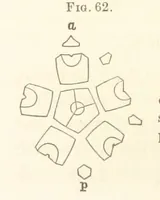 An illustration from Report on the Geological Survey of Iowa. By J. Hall, J. D. Whitney. [With maps.] vol. 1 (1858)