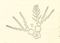 An illustration from Report on the Geological Survey of Iowa. By J. Hall, J. D. Whitney. [With maps.] vol. 1 (1858)