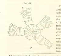 Picture 12 of 90 from Report on the Geological Survey of Iowa. By J. Hall, J. D. Whitney. [With maps.] vol. 1 (1858), leaf 84
