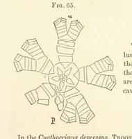 Picture 13 of 90 from Report on the Geological Survey of Iowa. By J. Hall, J. D. Whitney. [With maps.] vol. 1 (1858), leaf 85